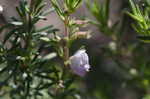 False rosemary